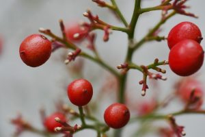 Photo of Talee Nandina: [Innesto, Stagione, Radicazione e Semina]