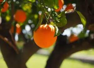 Photo of Talee di arance: [innesto, stagione, radicamento e semina]