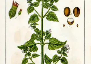 Photo of Nepeta cataria o nepitella, proprietà medicinali e usi