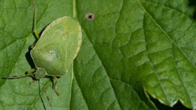 Photo of Malattie e parassiti del pistacchio: controllo e prevenzione