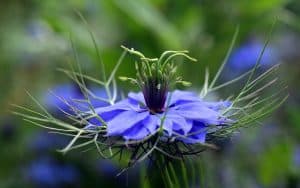 Photo of Nigella Sativa: [Semina, cura, irrigazione, parassiti e caratteristiche]