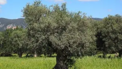 Photo of Malattie e parassiti dell’olivo: rimedi ecologici