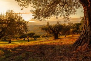 Photo of Fertilizzare un ulivo: di quali componenti hai bisogno? Come farlo?