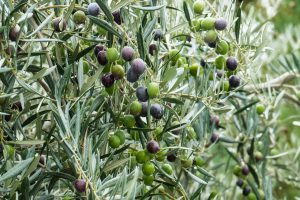 Photo of Potare le olive: [Importanza, Tempo, Considerazioni e Passaggi]