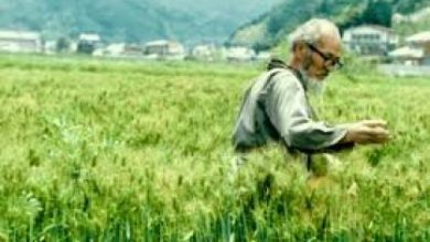 Photo of Il metodo Fukuoka in giardino: quali sono i suoi principi?