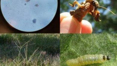 Photo of Cosa sono gli organismi bioaggressivi: tutto quello che devi sapere