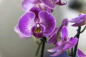 Photo of Parassiti e malattie delle orchidee: [rilevamento, cause e soluzioni]
