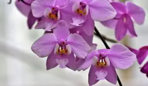 Photo of 6 Tipos y Variedades de Orquídeas más Famosas