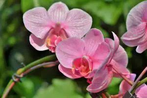 Photo of Talee di orchidee: [innesto, stagione, radicamento e semina]