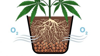Photo of Overwatering, problemi che provoca nelle piante e come risolverlo