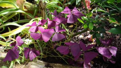 Photo of Come piantare Oxalis Triangularis o Butterfly Plant: [Guida completa]