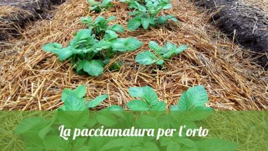 Photo of Pacciamatura, pacciamatura o pacciamatura per l’orto biologico