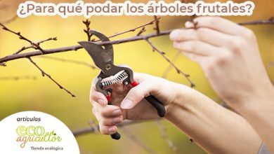 Photo of Per cosa, come e quando potare gli alberi da frutto