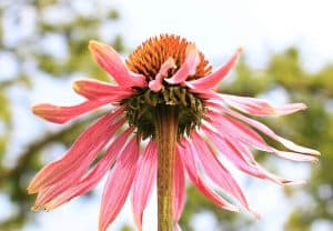 Photo of Parti della pianta: [radice, fusto, foglie, fiori e frutti]