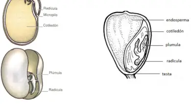 Photo of Semi: componenti, germinazione, longevità e conservazione.