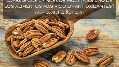 Photo of Noci pecan: le noci protettrici del cuore che ci proteggono anche dalle malattie croniche