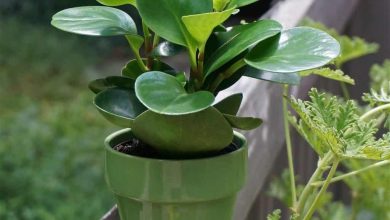 Photo of Peperomia Plant: [Pianta, cura, irrigazione e substrato]