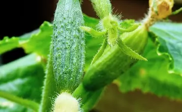 Photo of Come coltivare il cetriolo in vaso nell’orto urbano ecologico