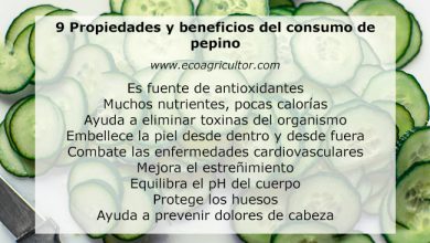 Photo of 9 benefici per la salute di mangiare il cetriolo