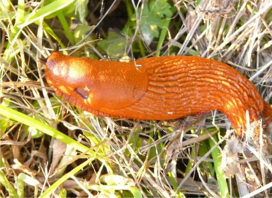 Photo of Perché compaiono lumache o melma e parassiti delle lumache?