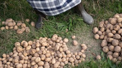 Photo of Perdita di varietà orticole tradizionali: un problema globale