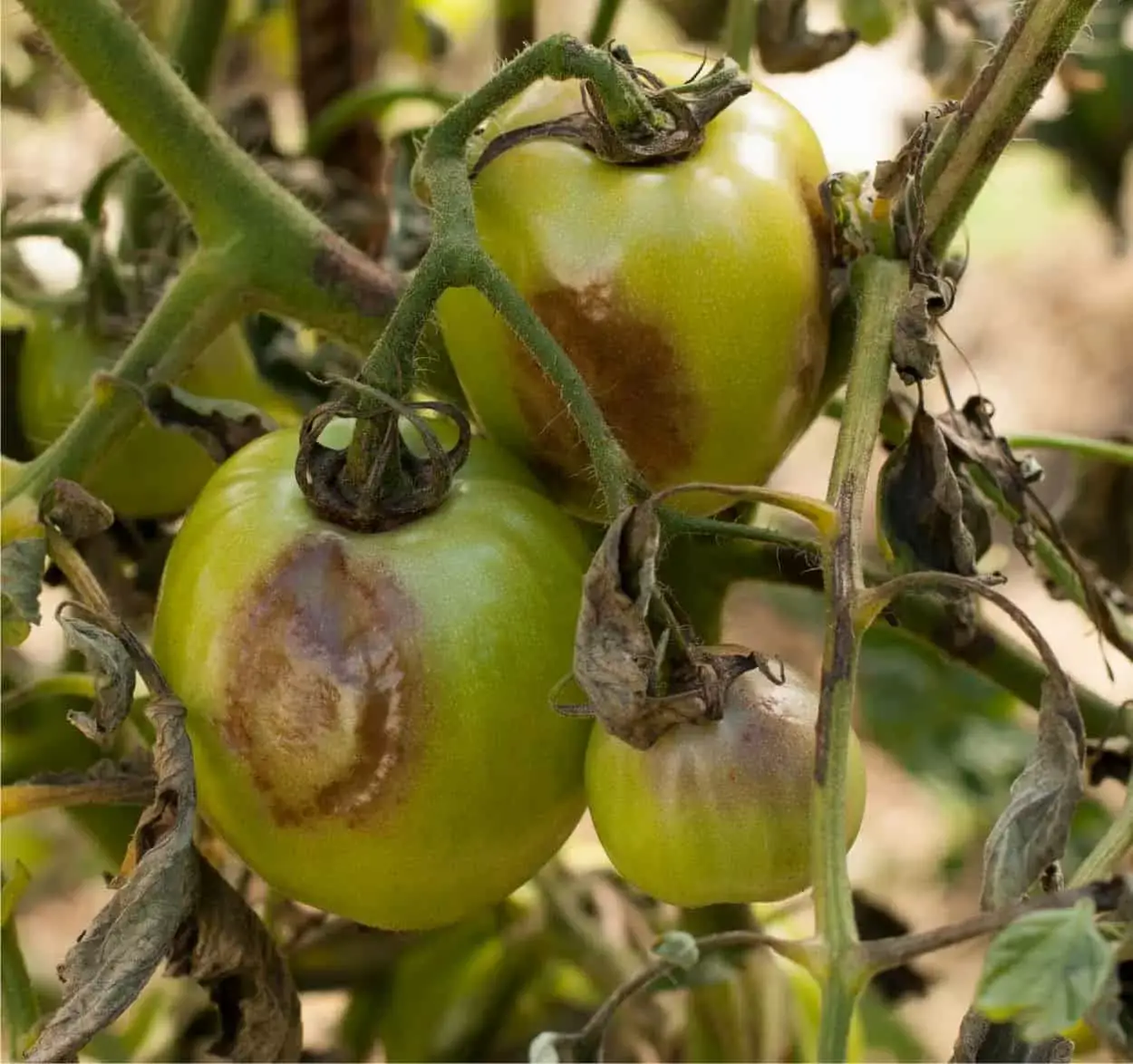 Photo of Peronospora di pomodoro, patata, cipolla, vite e altre piante