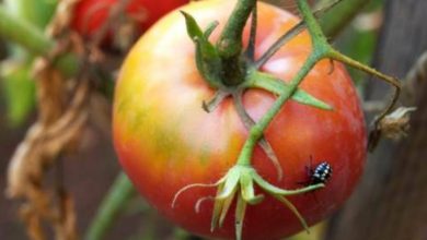 Photo of Pesticidi ecologici e fatti in casa per i parassiti del giardino e del giardino