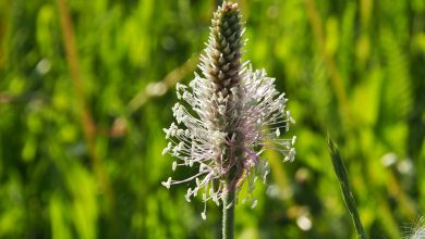 Photo of Piantaggine o Plantago mayor: proprietà, benefici, usi medicinali, controindicazioni e come assumerlo