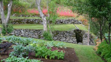 Photo of Piante azotofissatrici per l’orto o il giardino biologico