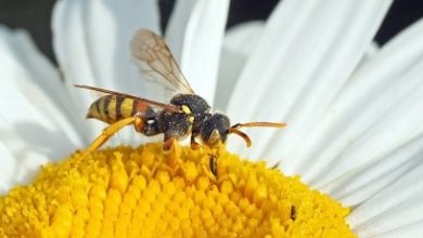 Photo of Puntura di ape e vespa: cosa fare e 18 rimedi casalinghi che possono aiutare