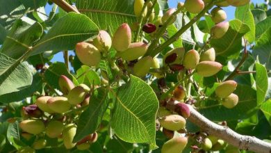 Photo of Varietà di pistacchio e portainnesti: come scegliere quello più adatto