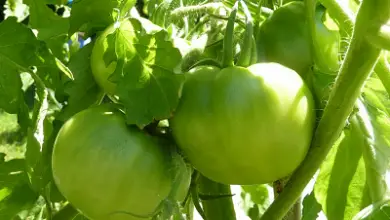 Photo of I parassiti più comuni del pomodoro: prevenzione e controllo ecologico