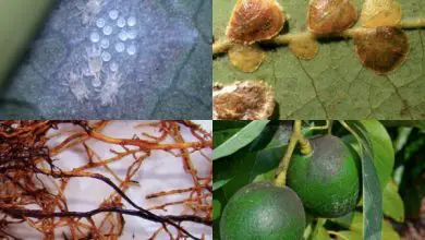 Photo of Malattie e parassiti dell’avocado: sintomi, controllo e prevenzione