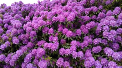 Photo of Piantare rododendri nel tuo giardino: [Guida completa + punti importanti]