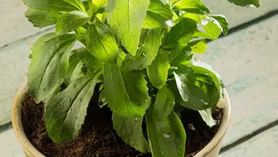 Photo of Come piantare la stevia da piantine, talee e semi e come utilizzarla