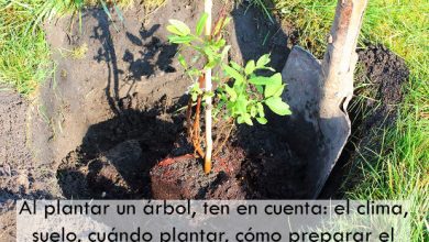 Photo of Come piantare alberi e arbusti