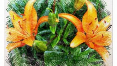 Photo of [7 Consigli] Per la Cura Perfetta del tuo Giardino