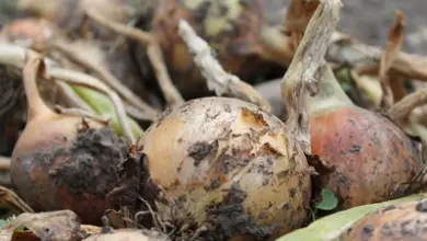 Photo of Coltivazione di cipolle in vaso nell’orto urbano ecologico