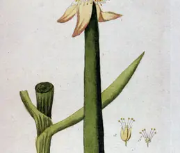 Photo of Cómo cultivar cebolletas ecológicas