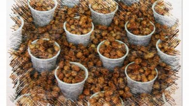 Photo of Come piantare Tigernut: metodo di semina in una [Guida completa]