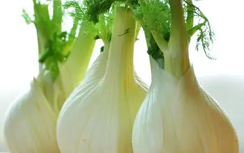 Photo of Finocchio: tutto quello che c’è da sapere per la sua coltivazione in giardino