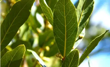 Photo of Come coltivare l’alloro nel tuo frutteto o giardino