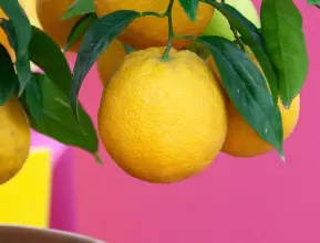Photo of Come far crescere un albero di limone in un vaso e attività di manutenzione