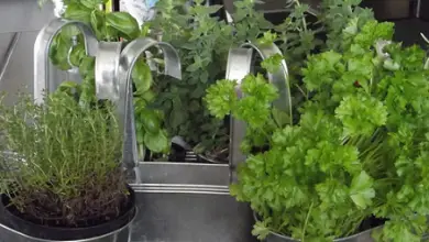 Photo of 28 piante officinali e aromatiche da coltivare in casa