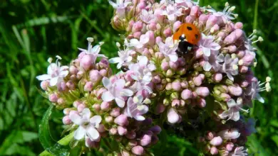 Photo of Come coltivare la valeriana in giardino o in vaso