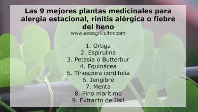 Photo of Le 9 migliori piante medicinali per l’allergia primaverile, la rinite allergica o la febbre da fieno