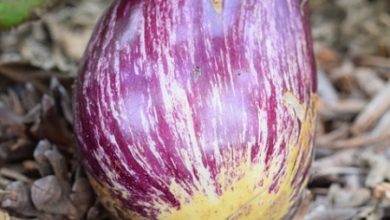 Photo of Cosa piantare e seminare in giardino in estate? Cura del giardino e come preparare piantine e trapianto