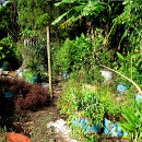 Photo of ¿Por qué incluir plantas perennes en la huerta ecológica?