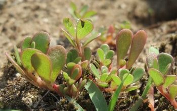 Photo of Come eliminare le erbacce nell’orto biologico