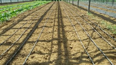 Photo of Preparazione del terreno dell’orto